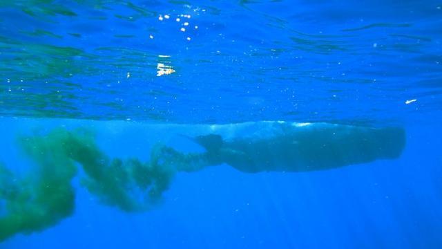 鲸鱼究竟是怎么拉粑粑的？为啥说它们的粪便价值超过几十万美元？
