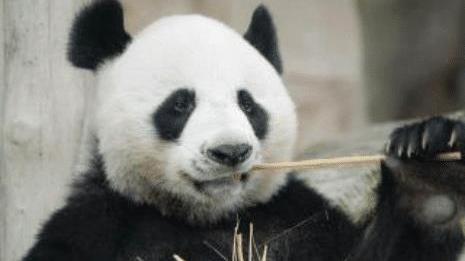 为啥成年大熊猫鲜有天敌？大熊猫：我打架从来不管对方是几级的