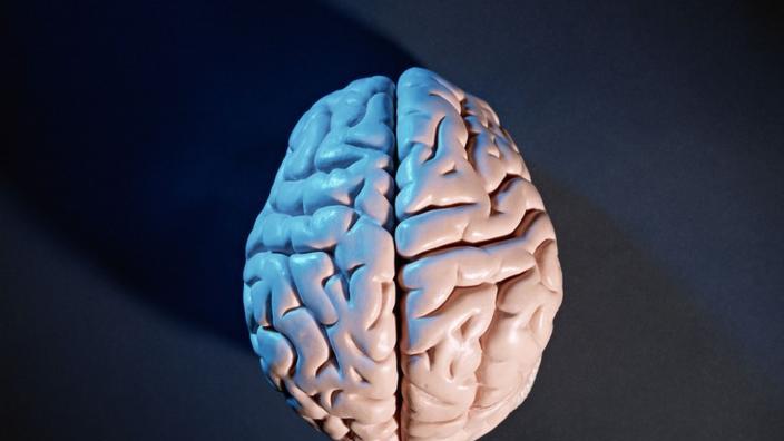 那么大脑的各个“螺丝钉”是如何联系和组织起来的呢？