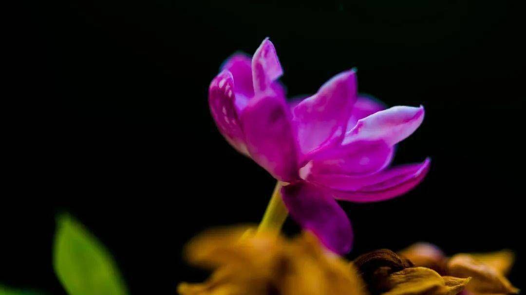 奇葩说|为什么《奇葩说》里的人这么牛？因为他们厉害的不是嘴，是认知