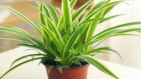 卧室适合养什么花和植物呢？