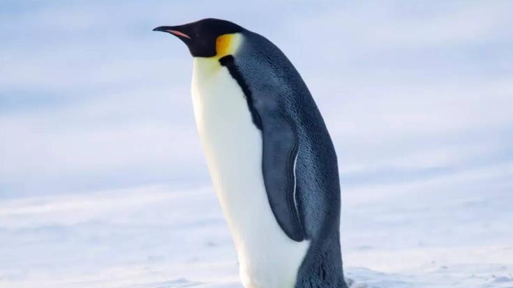 湖北男子南极考察救帝企鹅, 3年后带妻子南极度蜜月, 企鹅送来大礼