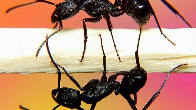 如果“蚁后”死了，剩下的蚂蚁会变得怎么样？