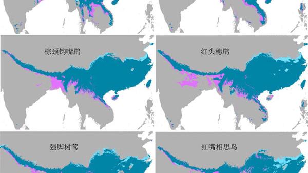 中国南方鸟类种群衰退，科学家发现是人类干扰所致