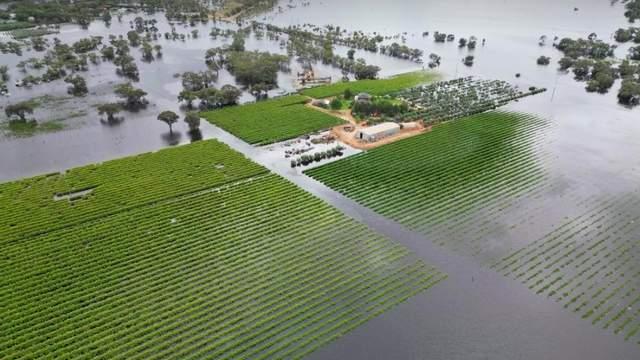 维州近50万公顷农田被淹，面积等于半个墨尔本