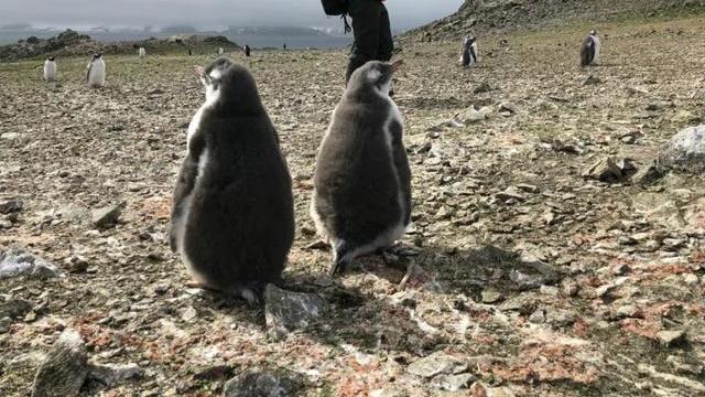 死得很憋屈的动物：躲过天敌追杀，却被自己杀死？好笑又心酸
