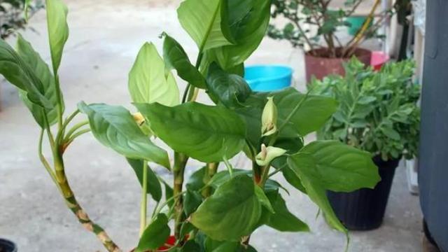 卫生间、浴室异味大咋办？别再喷洒香水遮掩，放上它们就够了