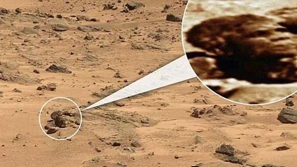 盘点火星上出现的“疑似生物体”