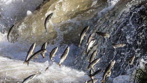 40多年未见过！浙江安吉出现大规模鱼群，太湖鱼怎么到安吉去了？