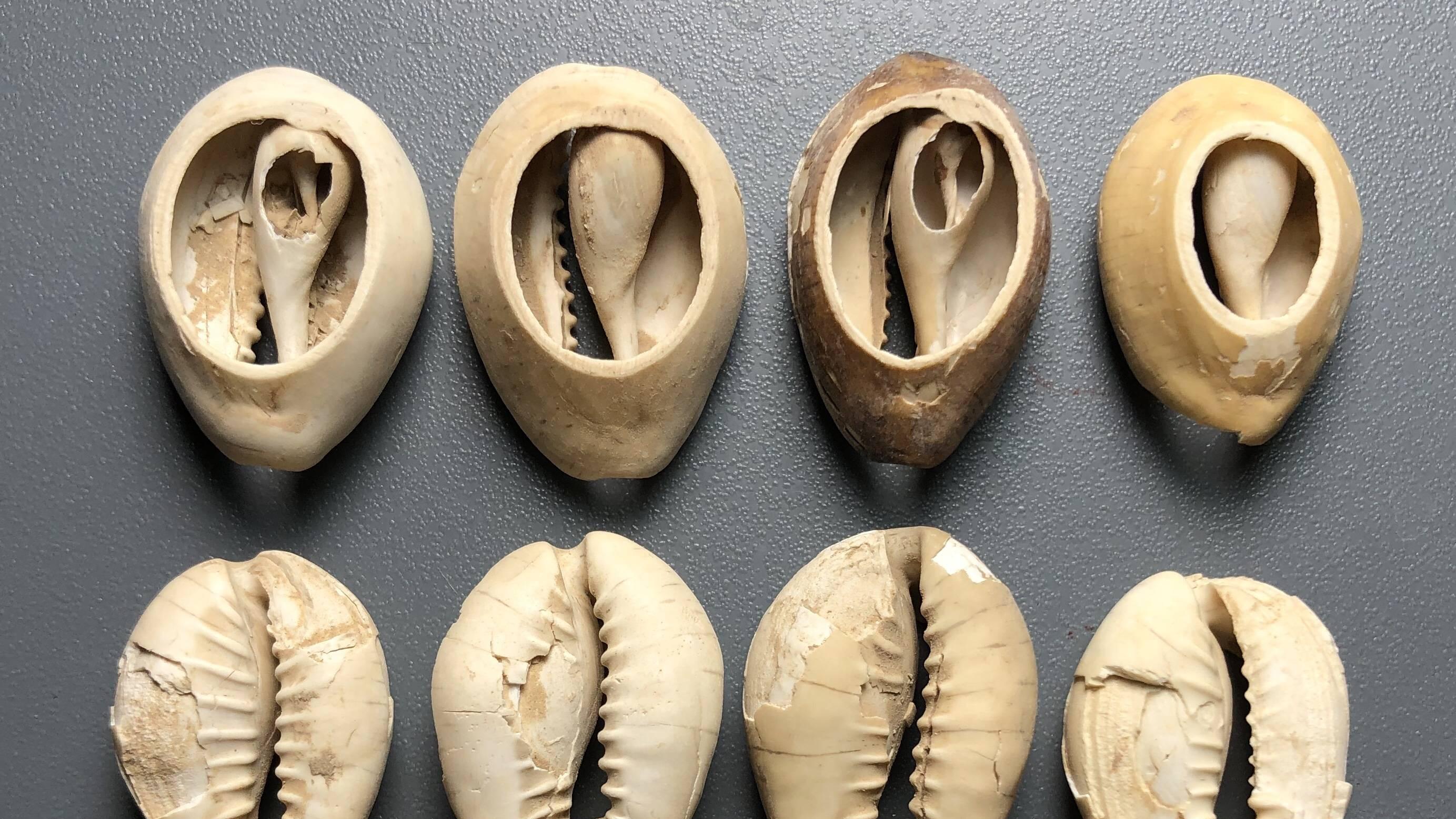 贝壳|汉字里面的古钱币文化