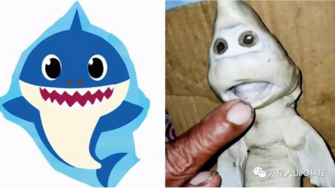 印尼渔民捕获“人脸鲨”，多地出现过人脸生物，真的有海底人吗？