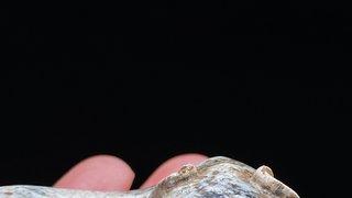 玉雕|汉 和田玉 鸡骨白 玉虎 卧虎 摆件 把件