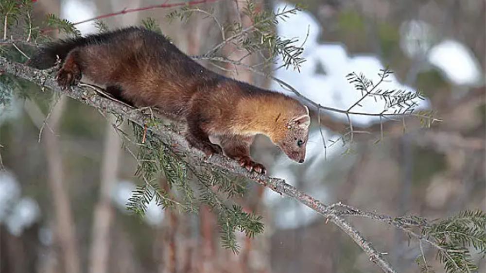 长白山出现紫貂，扑过去抓飞龙鸟，却遭猞猁追赶，只好钻树洞躲避