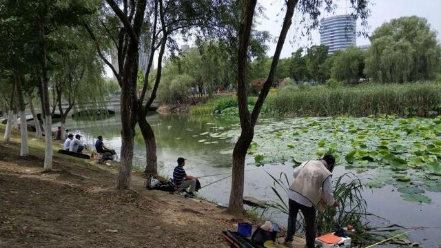 饵料|夏至过后钓鱼，学会这几招，别人空军你爆护，大鱼小鱼任你钓2