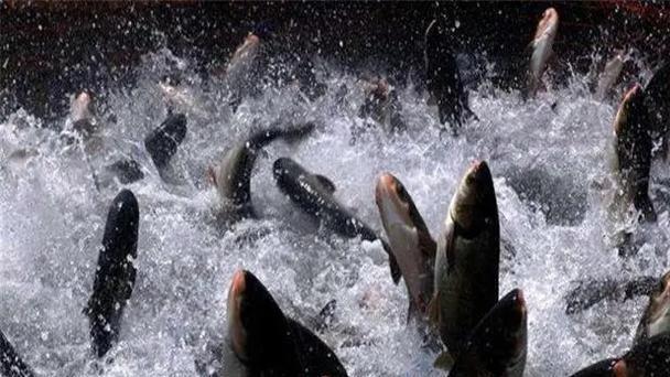 |“鱼儿露头，收竿快走”有没有科学依据？为什么？