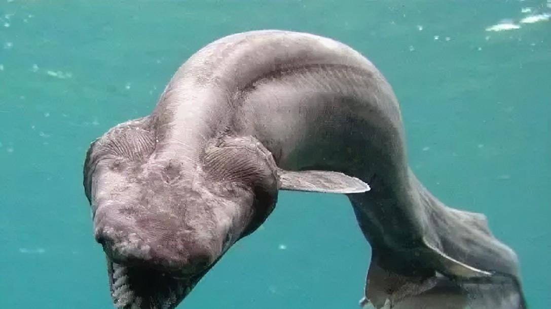 澳大利亚渔民从深海捕捞上来一个“怪物”，它有蟒蛇的头、鳗鱼的身体，以及两排密集恐怖