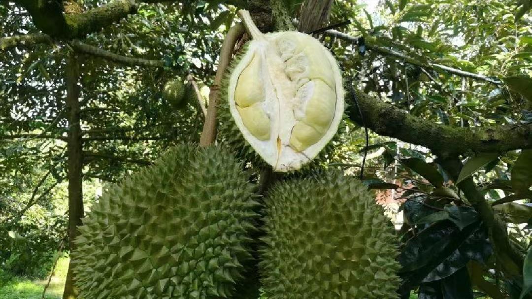 东南亚旅游|“榴莲自由”倒计时，留给泰国榴莲的时间不多了？