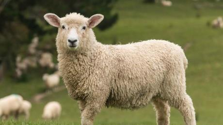 生肖|出生在啥时辰的属羊人，不苦不累，很少操心，风平浪静的发家致富