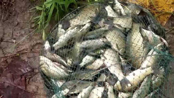 |野钓鲫鱼，调三目钓一两目和调平水钓一两目，哪个更有优势