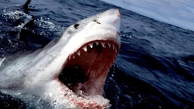 你这眼神也太不好了，错把人类当猎物的大白鲨。