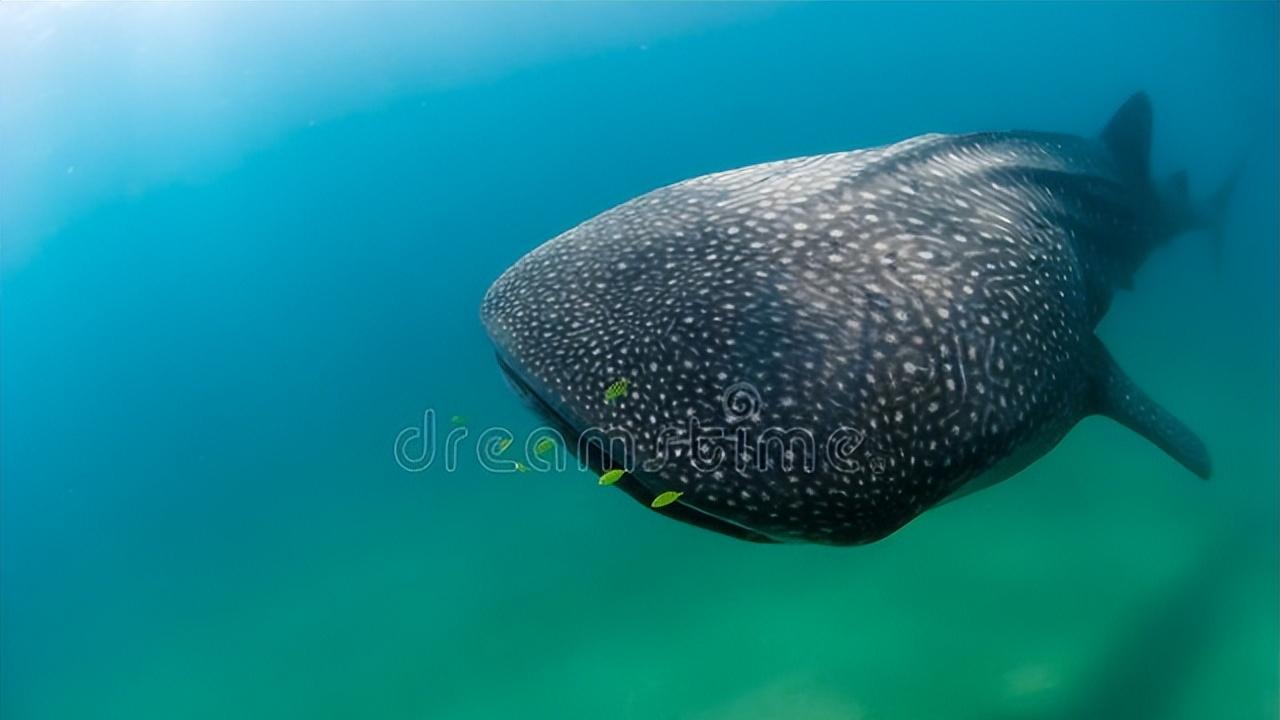 吃浮游生物的鲨鱼，海洋中最温柔的鱼类