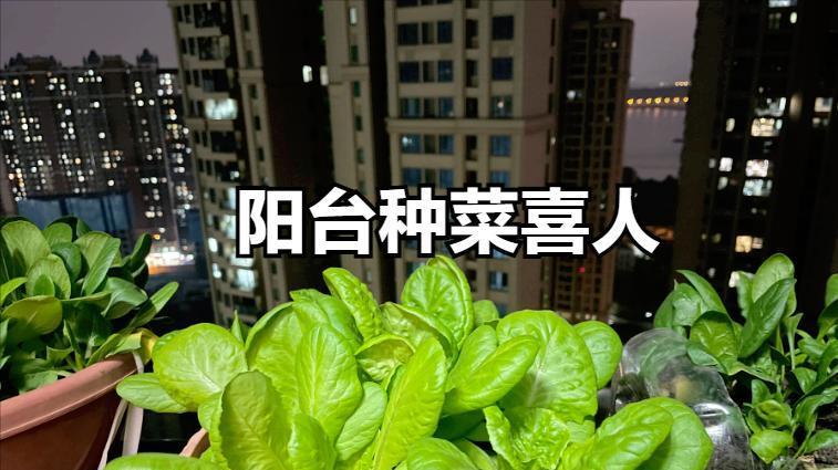 广州女子晒居家“硬核”囤货走红，阳台种满蔬菜，网友：大聪明