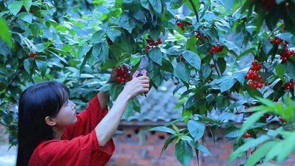 李子柒|李子柒与微念和解，后者所持子柒文化股权缩水至1%退出高管序列