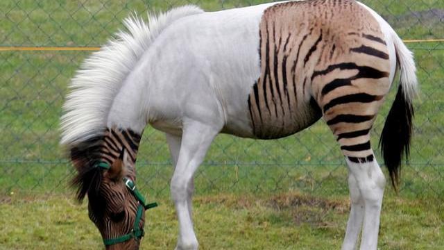 人类是不是和所有生物之间都有生殖隔离？这意味着什么？