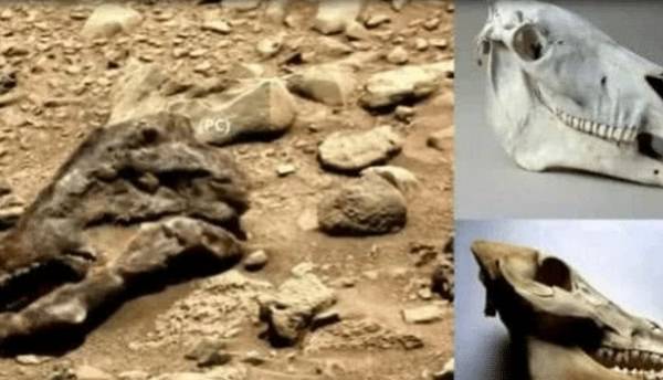火星真的存在生命，火星发现恐龙古化石？