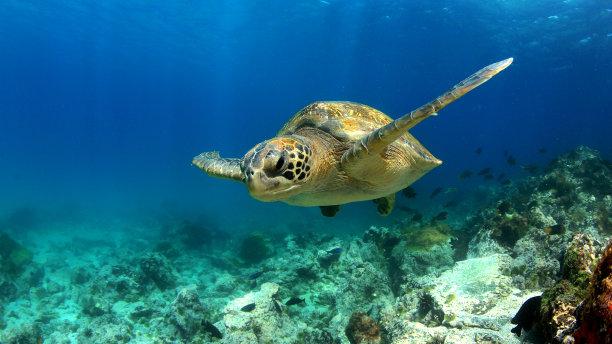 地球有点不对劲？海洋没有陆地生物这么奇怪吗？