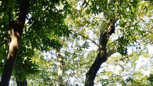 地球独子：曾全世界仅剩一株！配备守卫，种子送上太空只为拯救它！