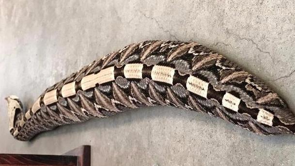 加蓬咝蝰：蛇界最肥的“肥宅”，体型仅次眼镜王蛇，还能如此灵活