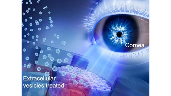 干细胞外泌体促进角膜损伤修复研究获进展