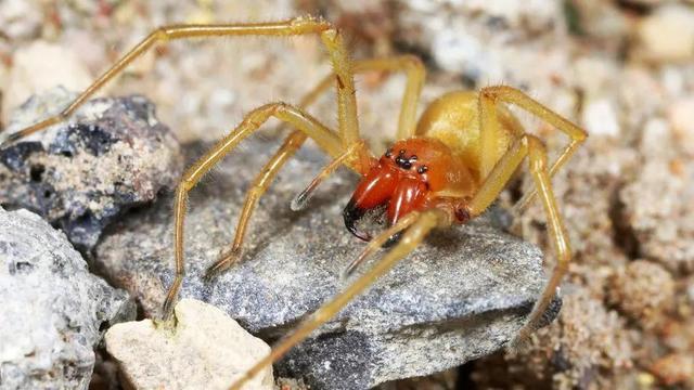 11种最致命的蜘蛛