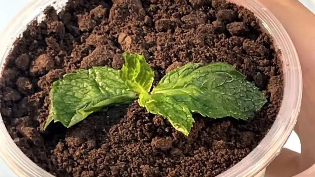 腾讯|这届年轻人已经要把自媒体当终身职业了 | 职场