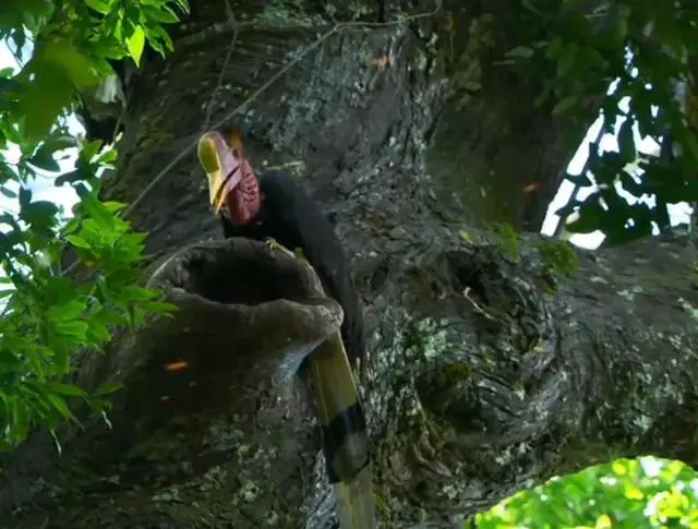 盔犀鸟：被人类活生生锯开头骨，曾经是我国进贡的贡品“鹤顶红”