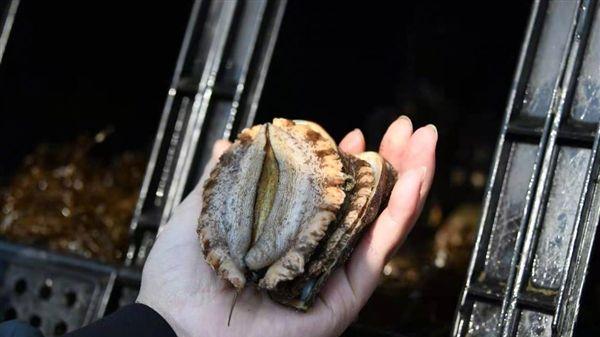 鲍鱼被列入濒危物种红色名录：20种或灭绝