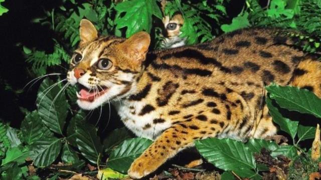 老汉救豹猫幼崽，3年后儿子为要钱将其打伤，豹猫护主将其抓伤