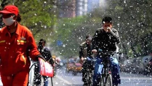 飞絮问题那么严重难道没有办法制止吗？
