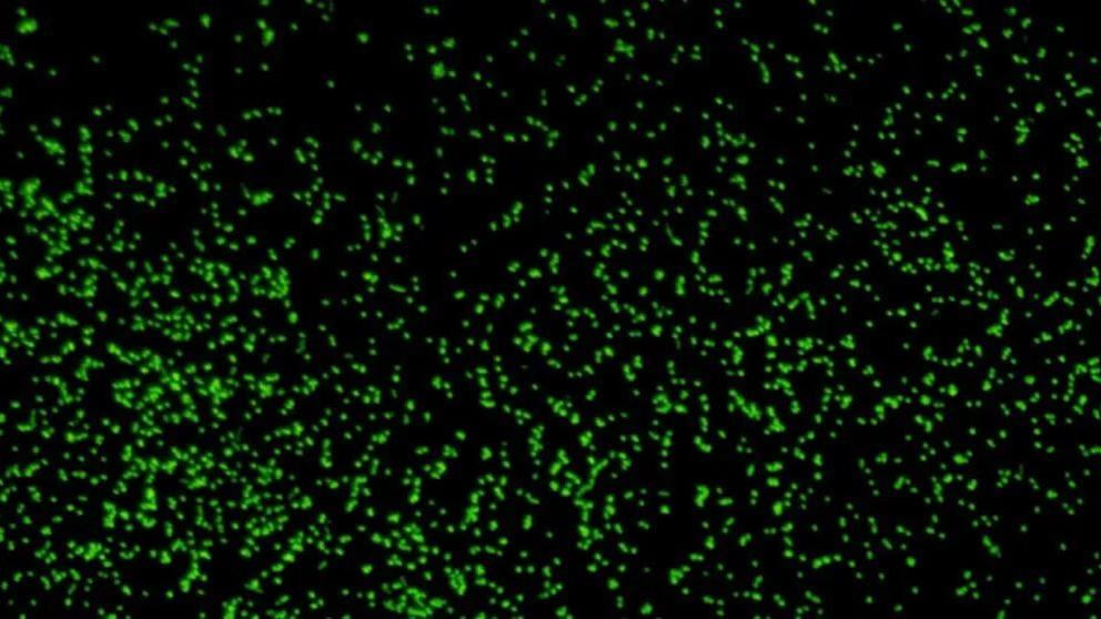 日本科学家复活1亿多年前的古细菌