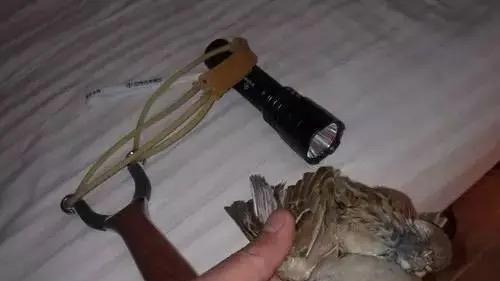 弹弓打麻雀，男子被判刑，麻雀虽小，但判刑无错