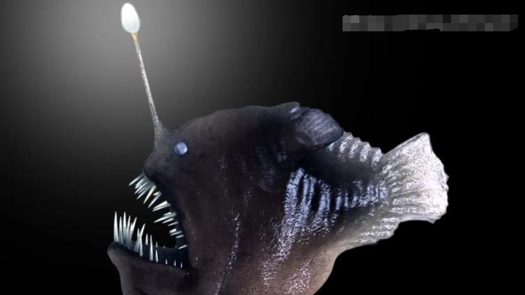 你敢去深海里探索吗？这7种超乎你想象的深海动物，你想错过吗？