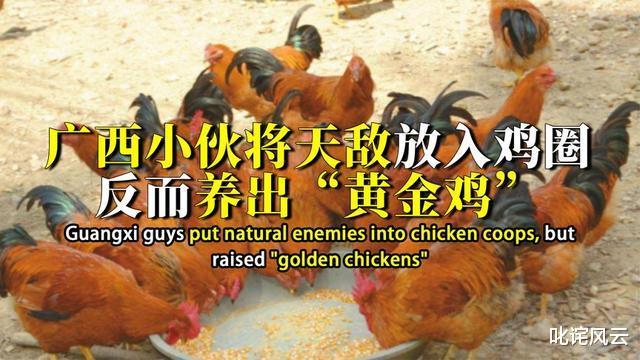 广西小伙将天敌放入鸡圈，反而养出了“黄金鸡”，一只熬出16罐鸡汤