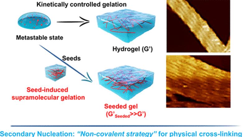最新《JACS》！种子动态超分子水凝胶！
