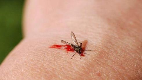 如果蚊子在地球上消失了，对人类有什么影响？