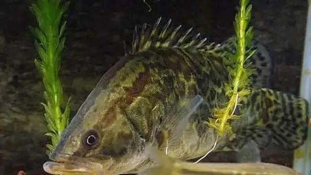 |桂花鱼一般在水底的什么地方栖息？为什么？