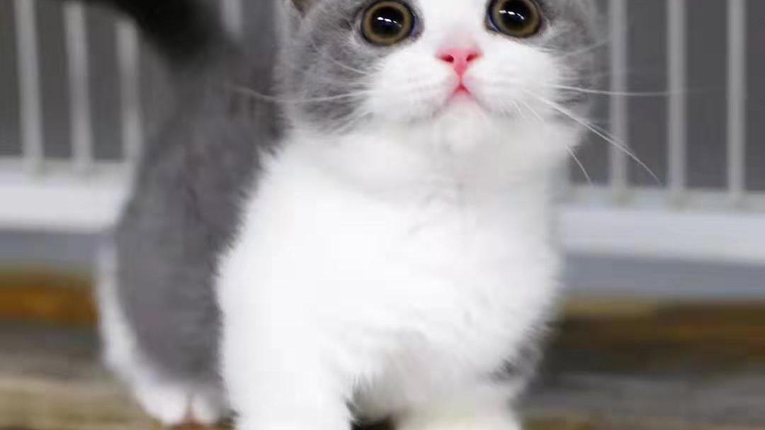 黄鼠狼不怕虎和猫为什么不怕虎？