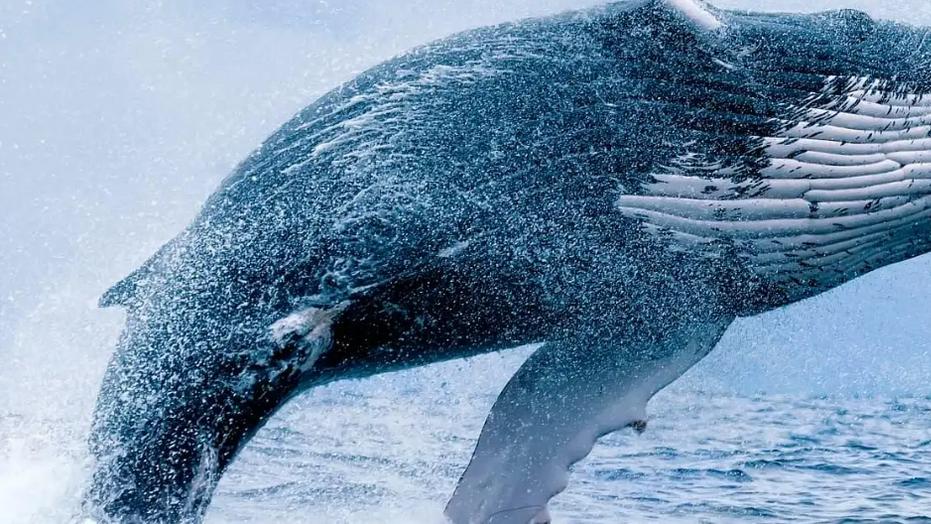 大白鲨的身上总是干干净净，但为何鲸鱼的身上有很多附着物？
