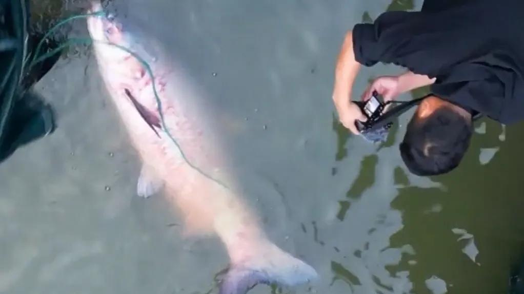 可惜！136斤的大青鱼“渡劫失败”，据说活的价值10万？