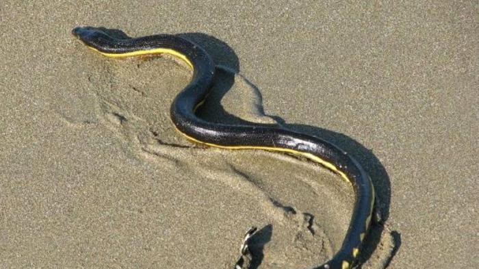 “海洋骆驼”：这种海蛇脱水数月，依旧能活下来